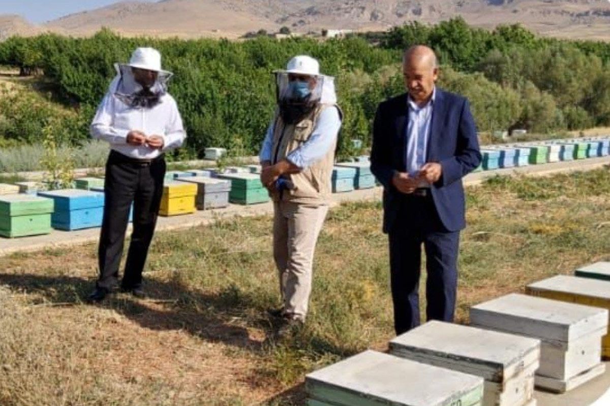 تولید   ۲۸۰۰ تن  عسل در لرستان / فعالیت  ۳۱۰۰ نفر با ۳۱۴ هزار 
کندو در استان