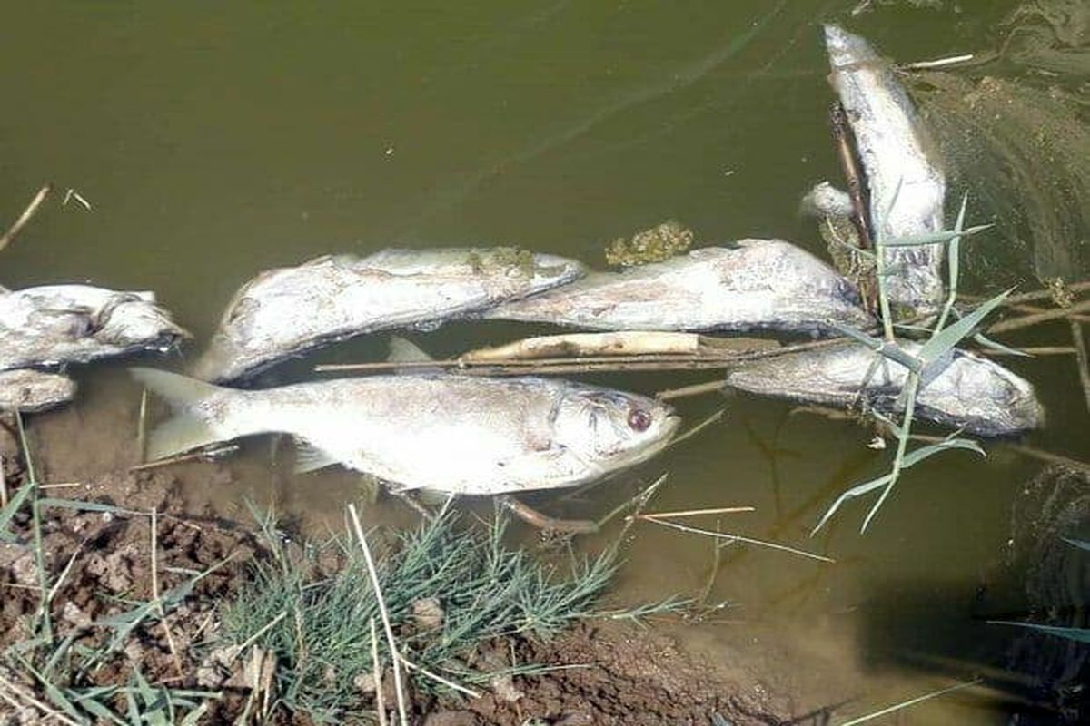 قوطی سموم کشاورزی عامل مرگ ماهی ها در نهاوند است