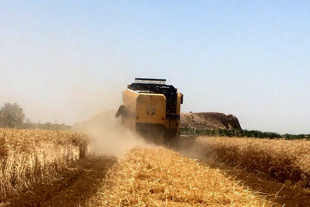 پرداخت ۹۸۰ میلیارد تومان بهای گندم به کشاورزان استان همدان