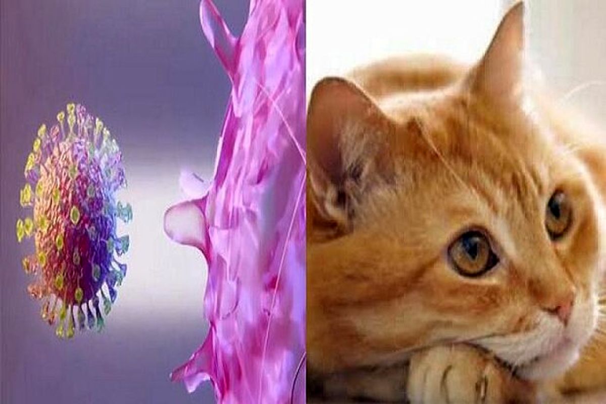 آیا واقعا کرونا ویروس توسط گربه ها منتقل می شود؟