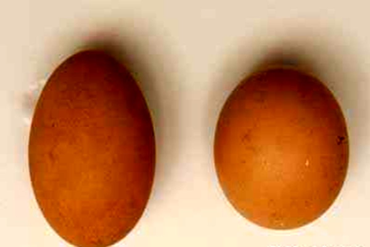 تخم مرغ عجیب چند میلیون تومانی! + عکس