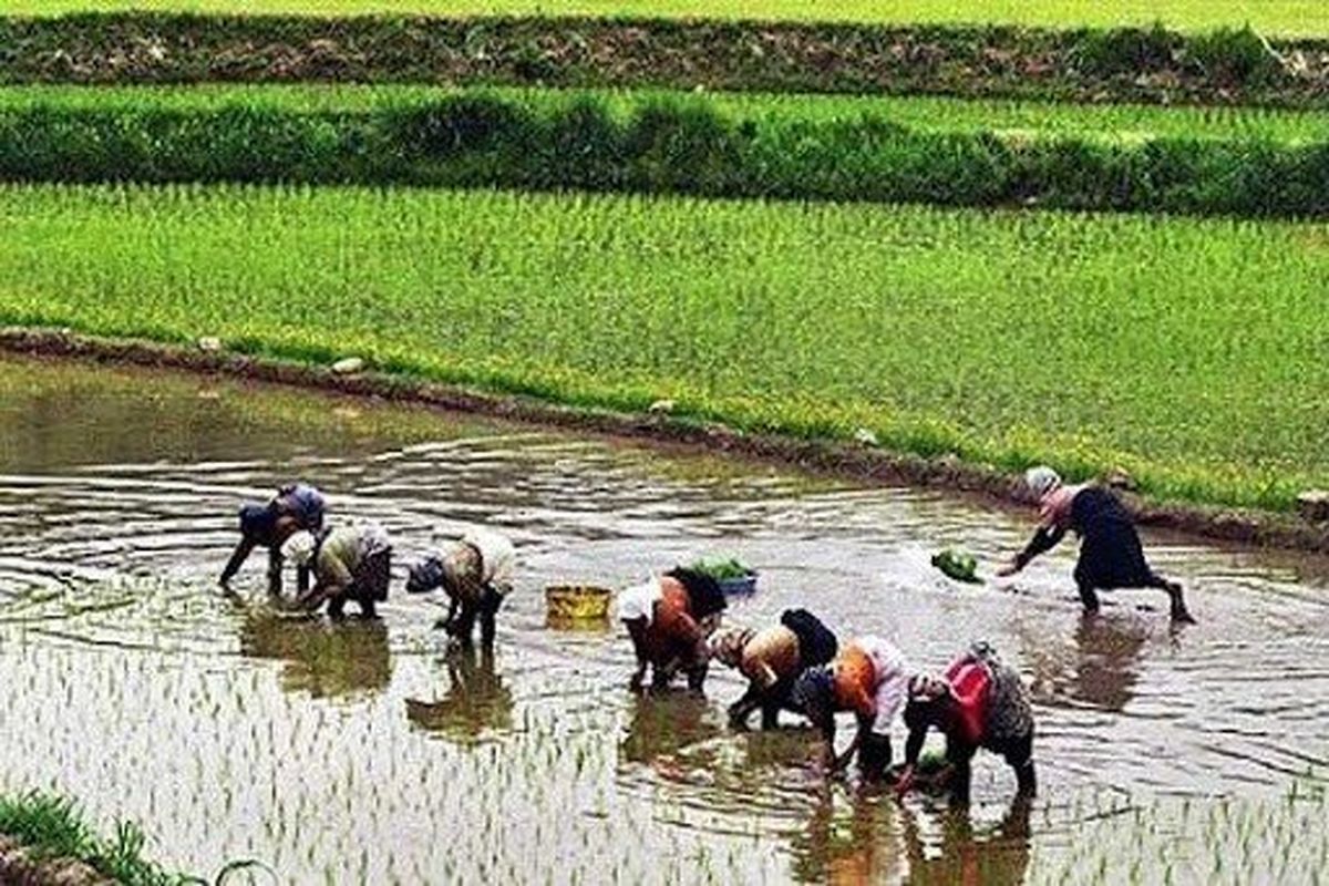 اختصاص ۷۰۰ هکتار از اراضی کشاورزی شهرستان نیکشهر به کشت برنج