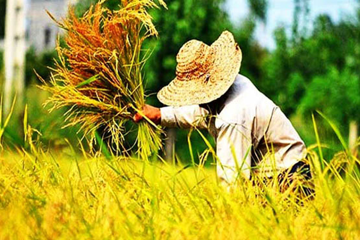 ۴ هزار تن بذر برنج امسال در کشور تولید می شود