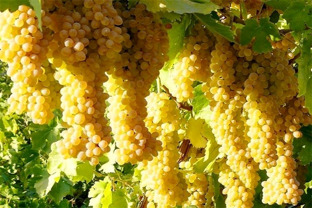 برداشت بیش از ۲۵۳ هزارتن انگور از باغات آذربایجان‌غربی