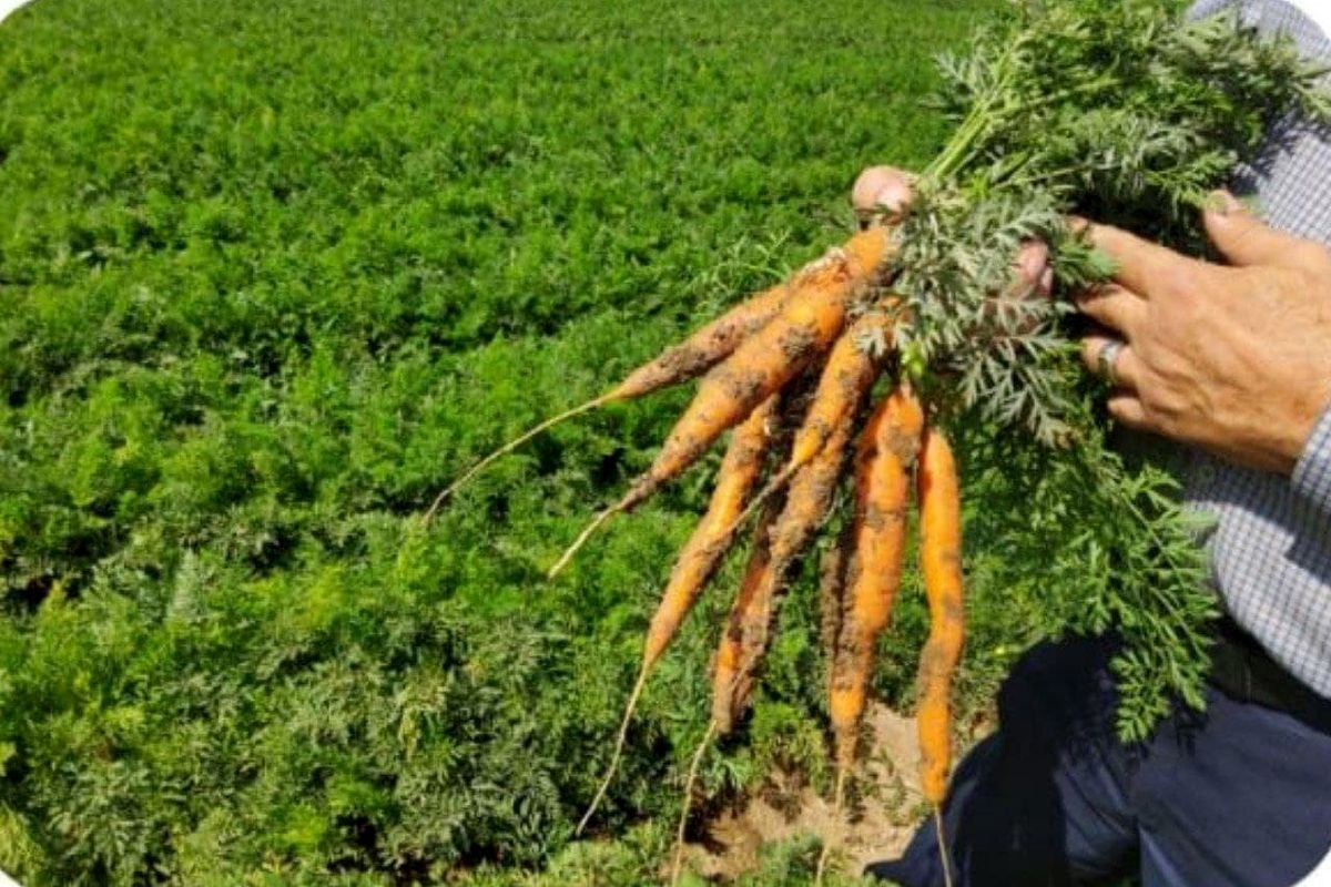 آغاز برداشت هویج از مزارع زیر کشت این محصول در لرستان
