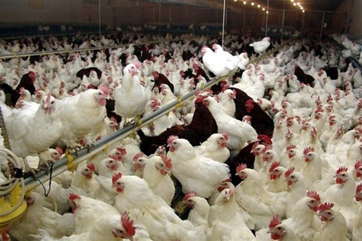 ۵ تن مرغ زنده قاچاق در تاکستان کشف شد