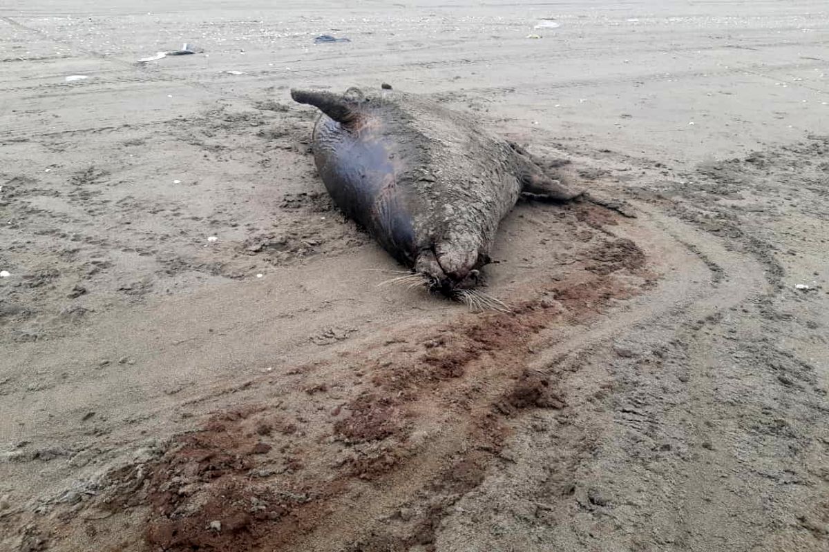 پیدا شدن لاشه دو قلاده فک خزری در سواحل بندر کیاشهر