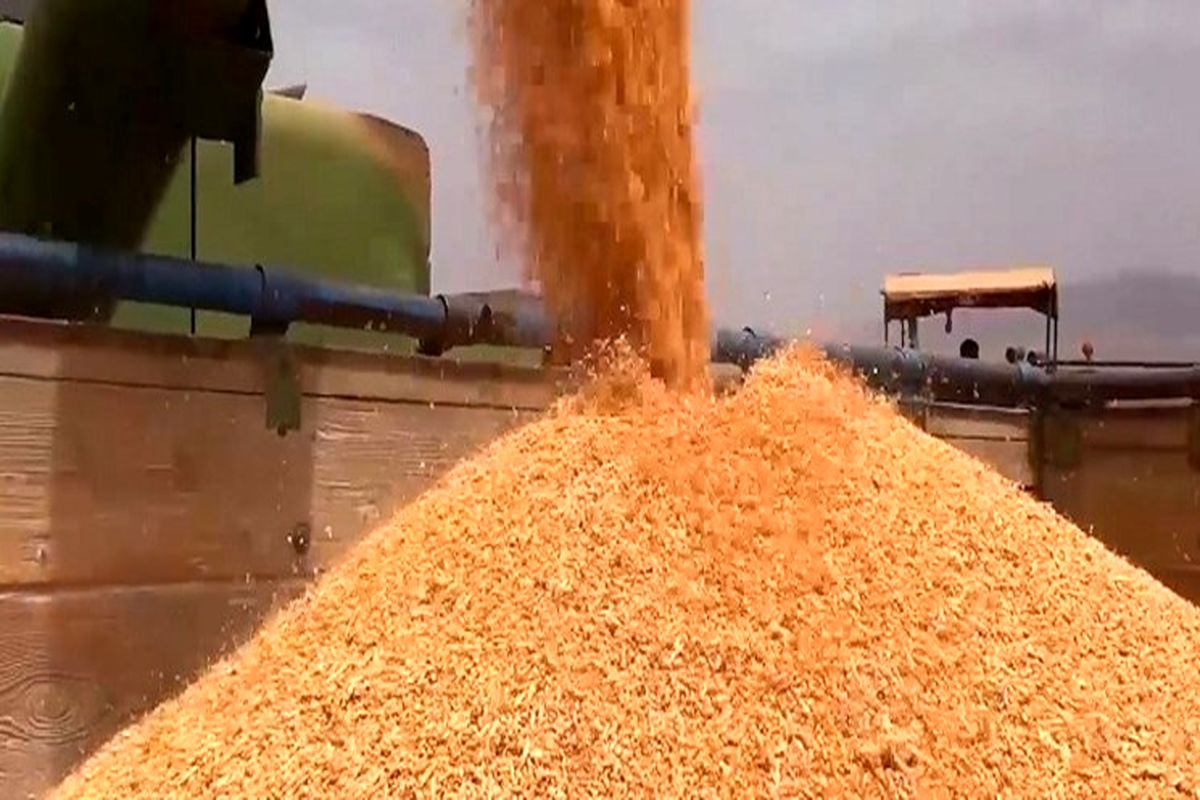 خرید بیش از ۲۴ هزار تن گندم از کشاورزان سیستان و بلوچستانی