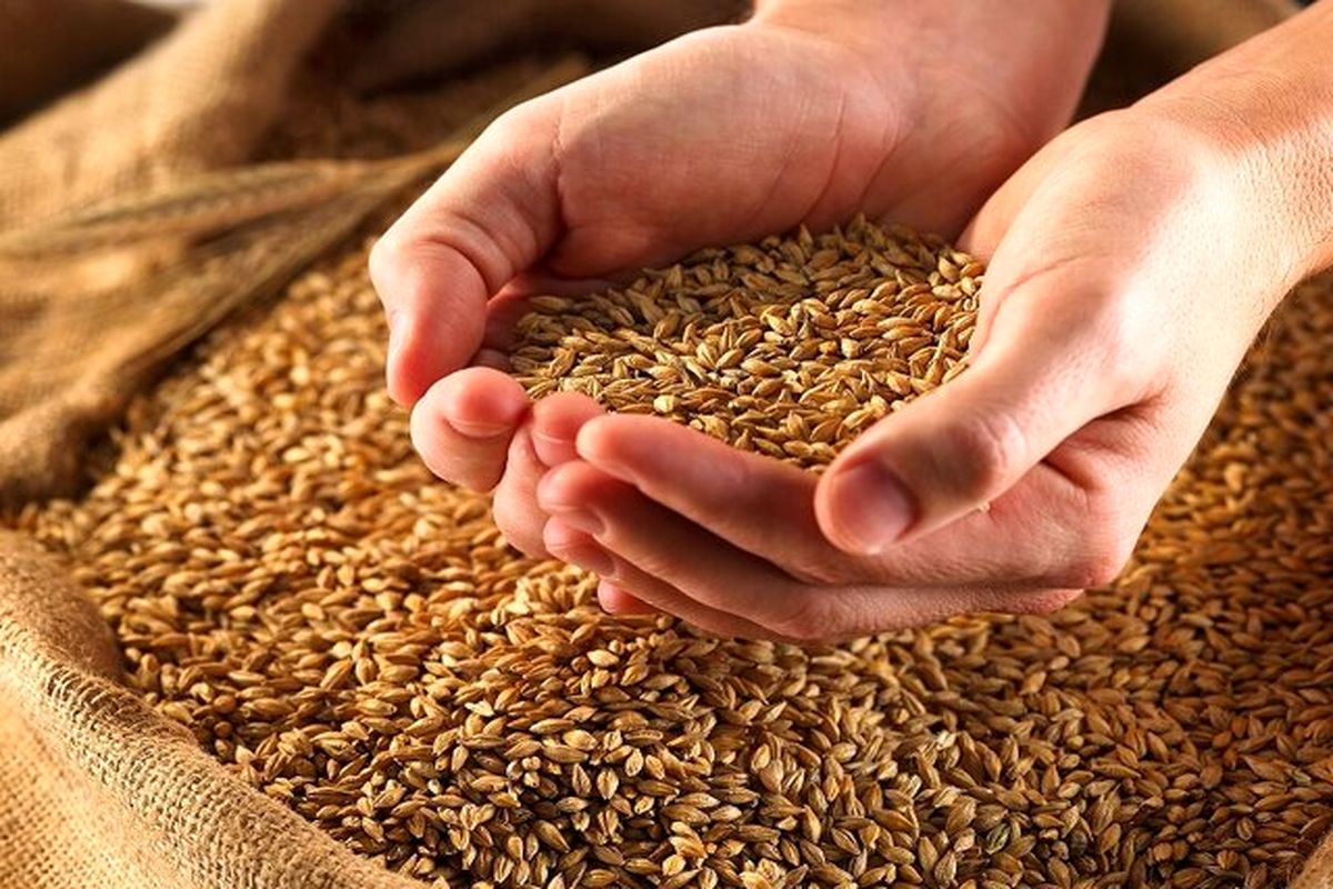 خرید بیش از ١۵٠٠ تن گندم بذری از گندم کاران سیستان و بلوچستان