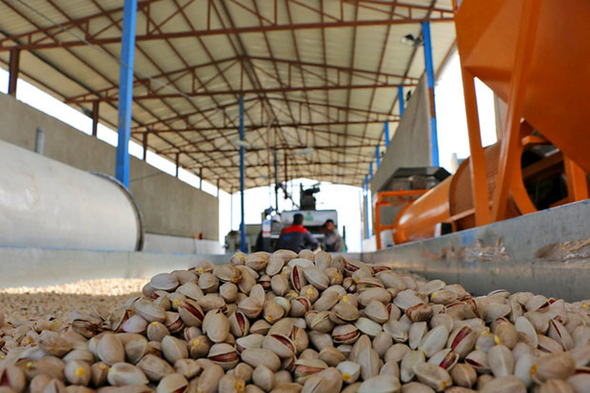 تولید پایه اصلاح شده پسته توسط محققان ایرانی