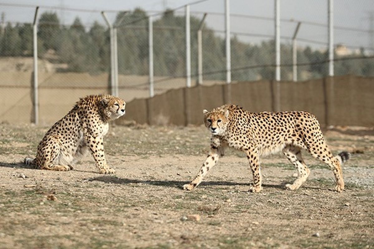 بحران در کمین یوزپلنگ ایرانی