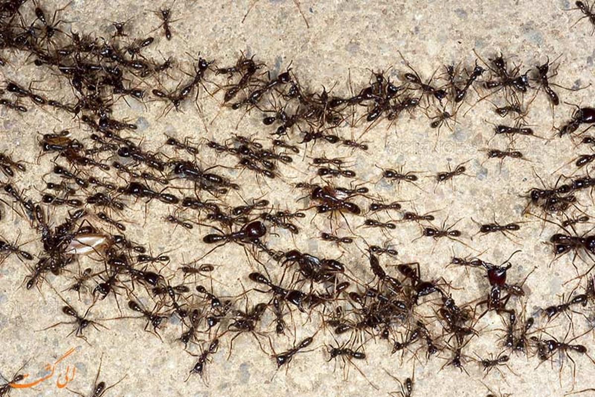 کدام مورچه ها قاتل اند؟