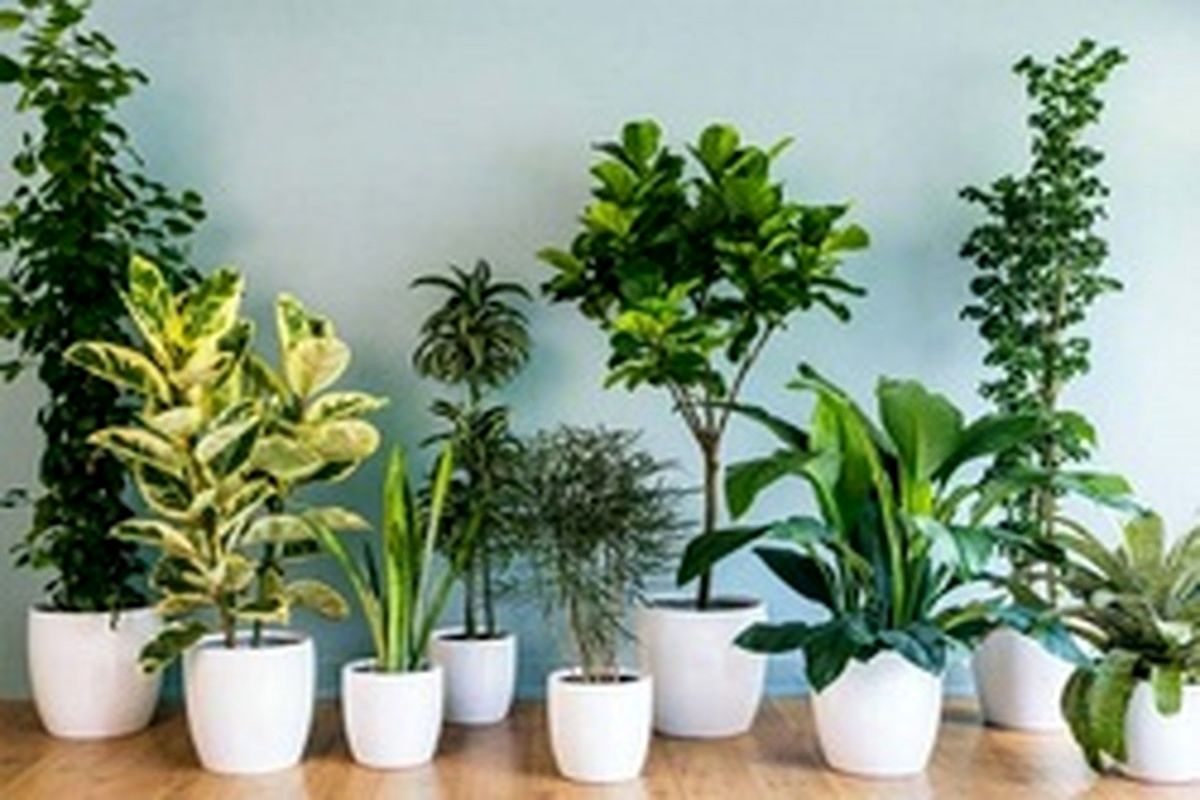 گیاهانی که در خانه اکسیژن تولید می کنند
