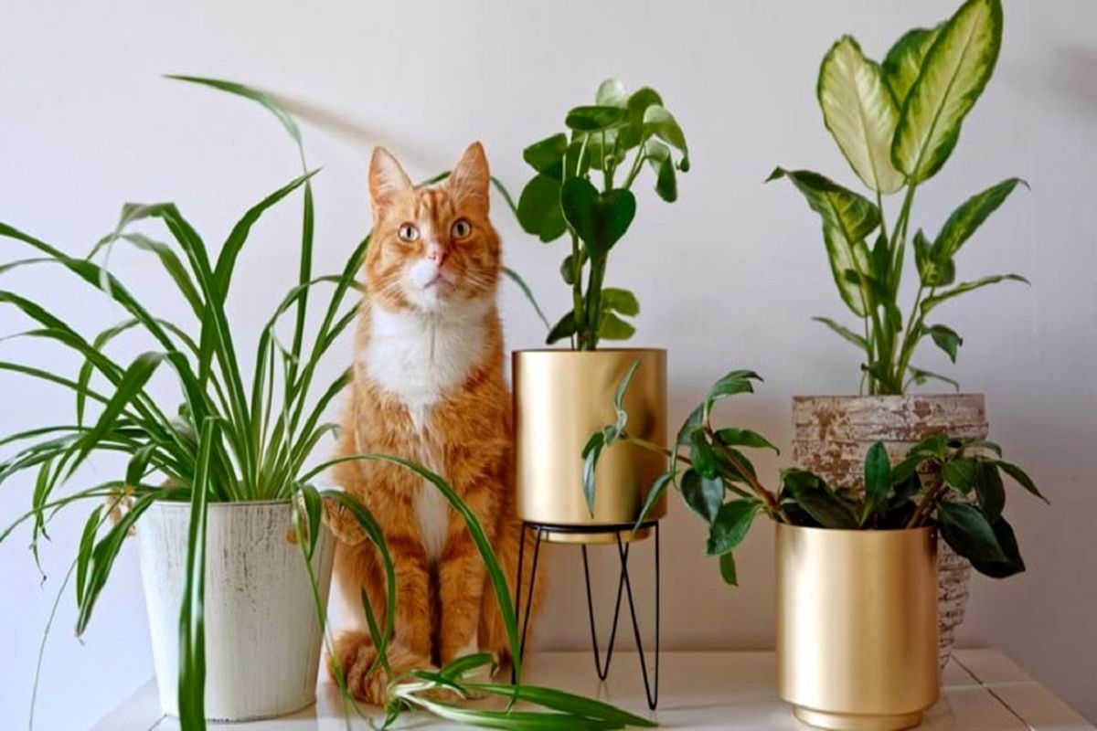 سمی‌ترین و خطرناک‌ترین گیاهان آپارتمانی را بشناسید