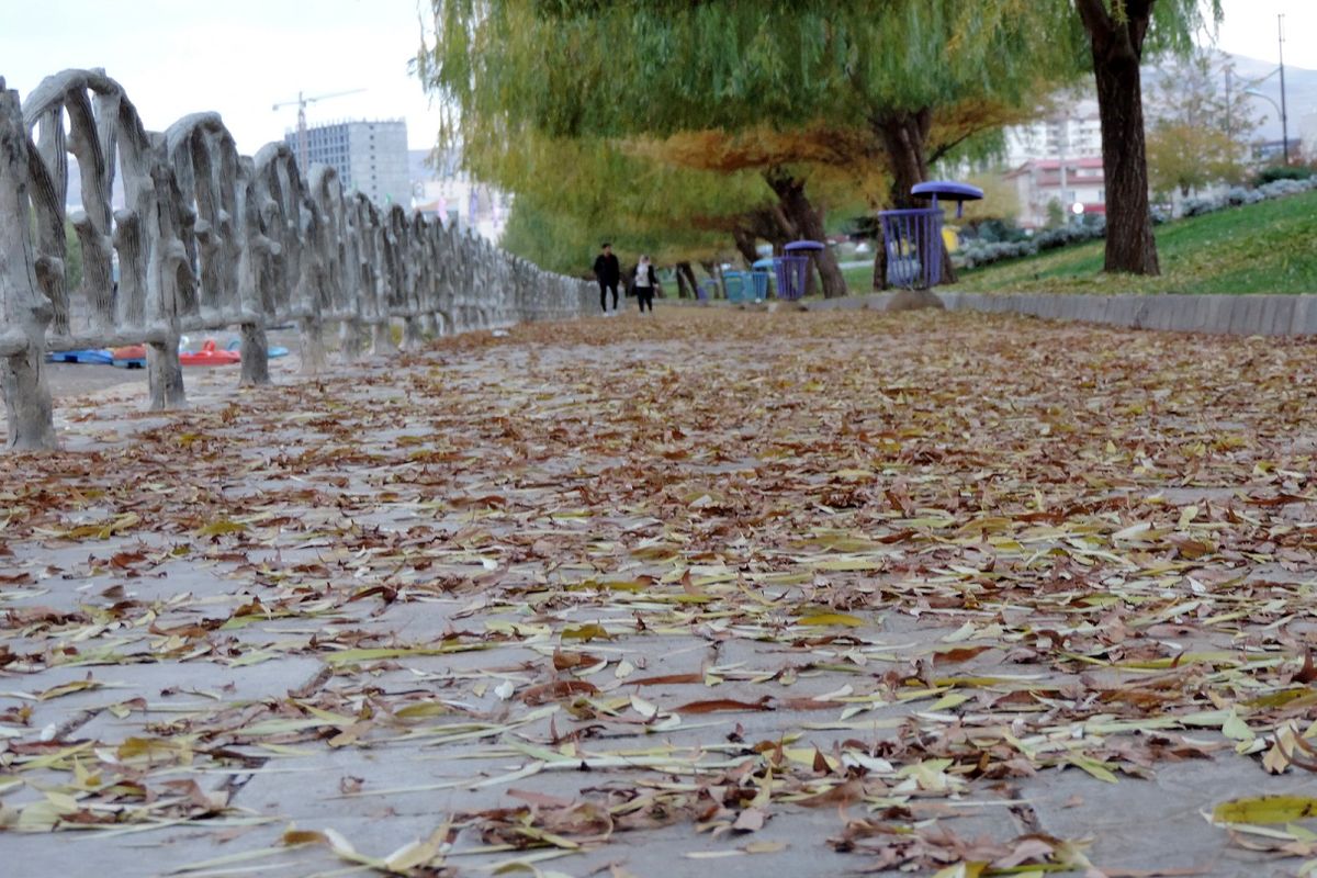 برگ‌های پاییزی درختان در چند نقطه شهر ارومیه جمع آوری نمی‌ شود