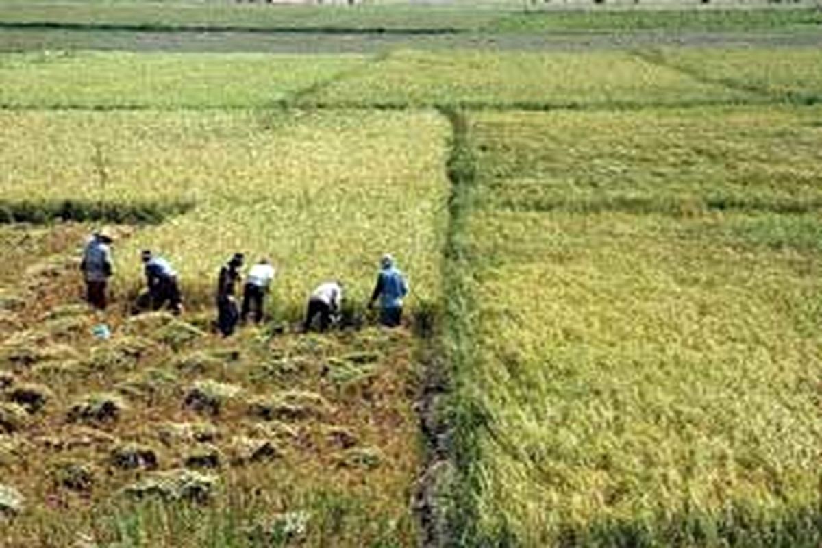۴۵۰۰ تن برنج در چرداول برداشت می شود