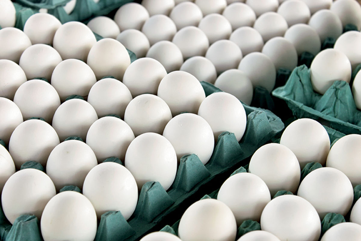 تشکیل چهار میلیارد تومان پرونده بازرسی و تخلف برای واحدهای تولید کننده تخم مرغ