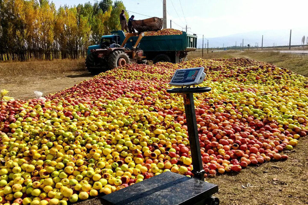 تاکید بر روند جذب سیب صنعتی توسط واحدهای صنایع تبدیلی استان آذربایجان‌غربی