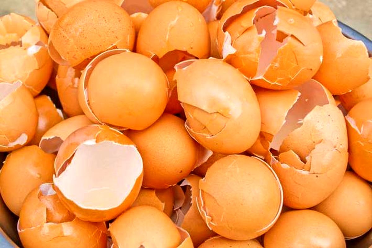 بلاتکلیفی وضعیت قیمتی تخم مرغ در بازار