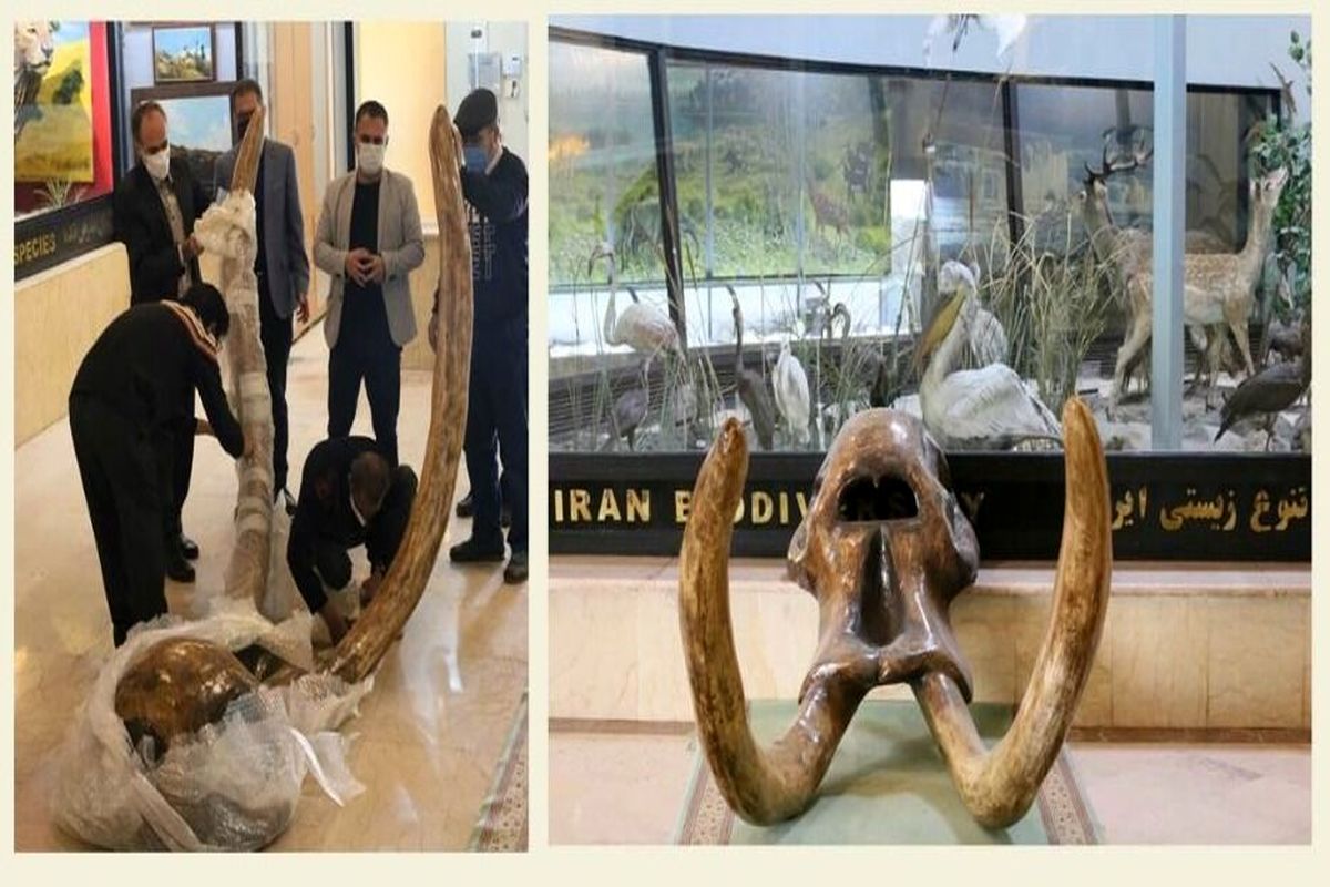 نمایش جمجمه ۹ میلیون ساله ماموت در تهران