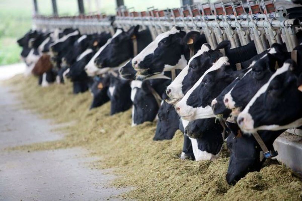 رشد ۱۲ درصدی تعداد گوساله پروار شده در دامداری‌های کشور