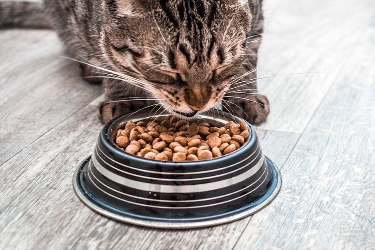 تاثیر نوع تغذیه و غذای گربه ها بر روی سلامتی آنها