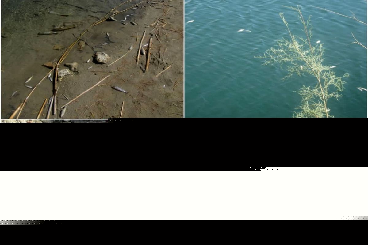 تلف شدن بیش از ۱۰۰۰ قطعه ماهی در تالاب برم الوان بهمئی