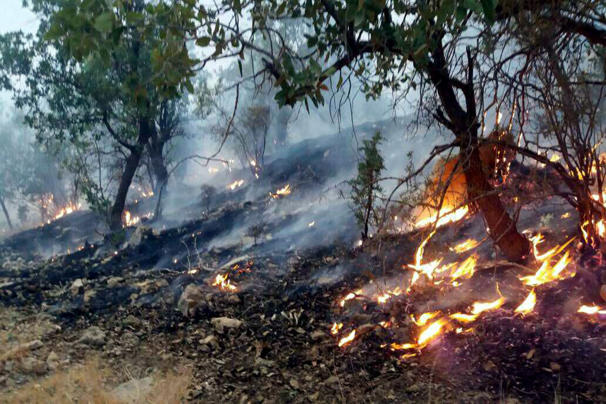 ۲۰۰ هکتار از جنگل های کردکوی در آتش سوخت/ تلاش برای اطفاء حریق ادامه دارد
