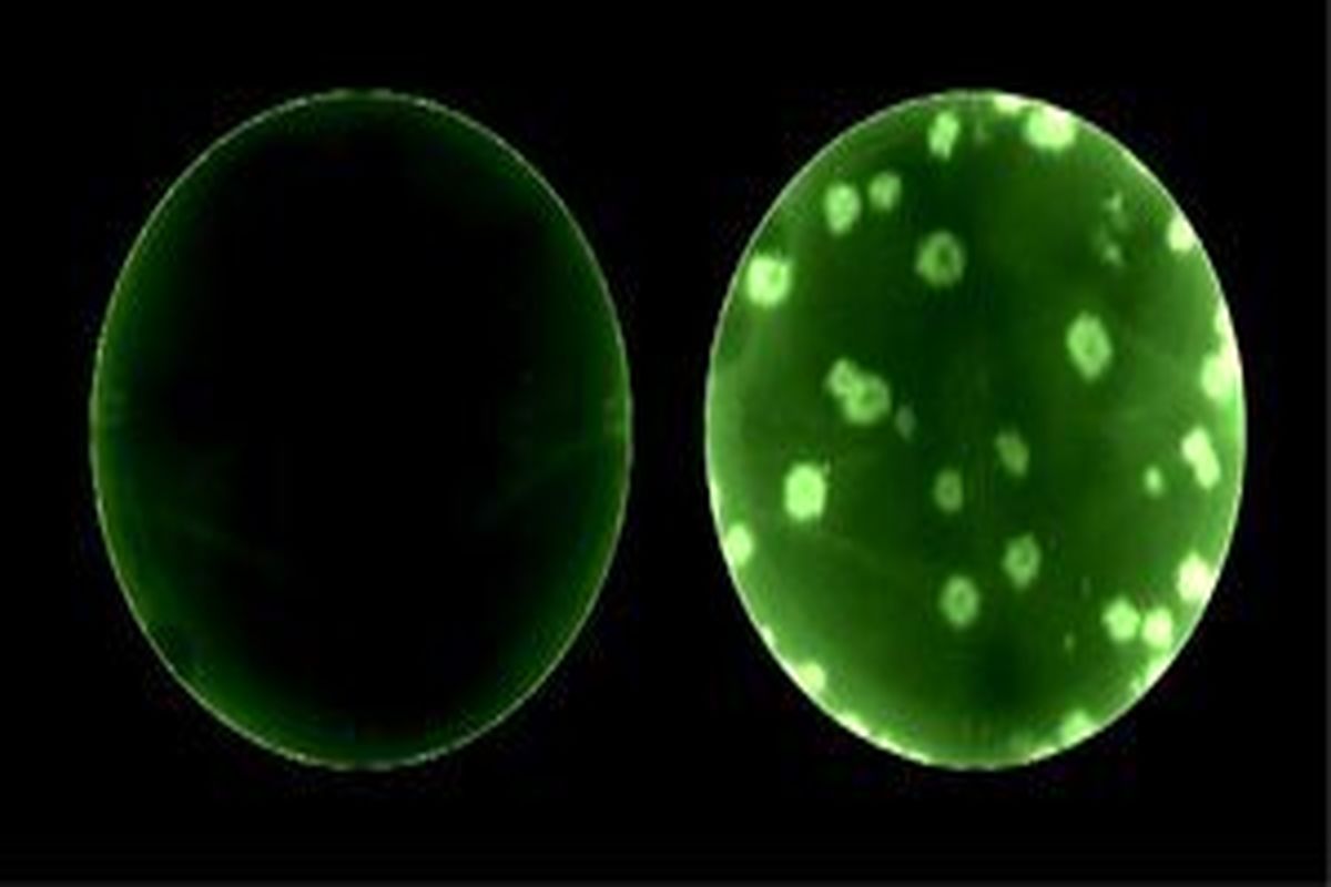 کشف جالب پژوهشگران آمریکایی برای ردیابی ویروس کرونا چیست؟