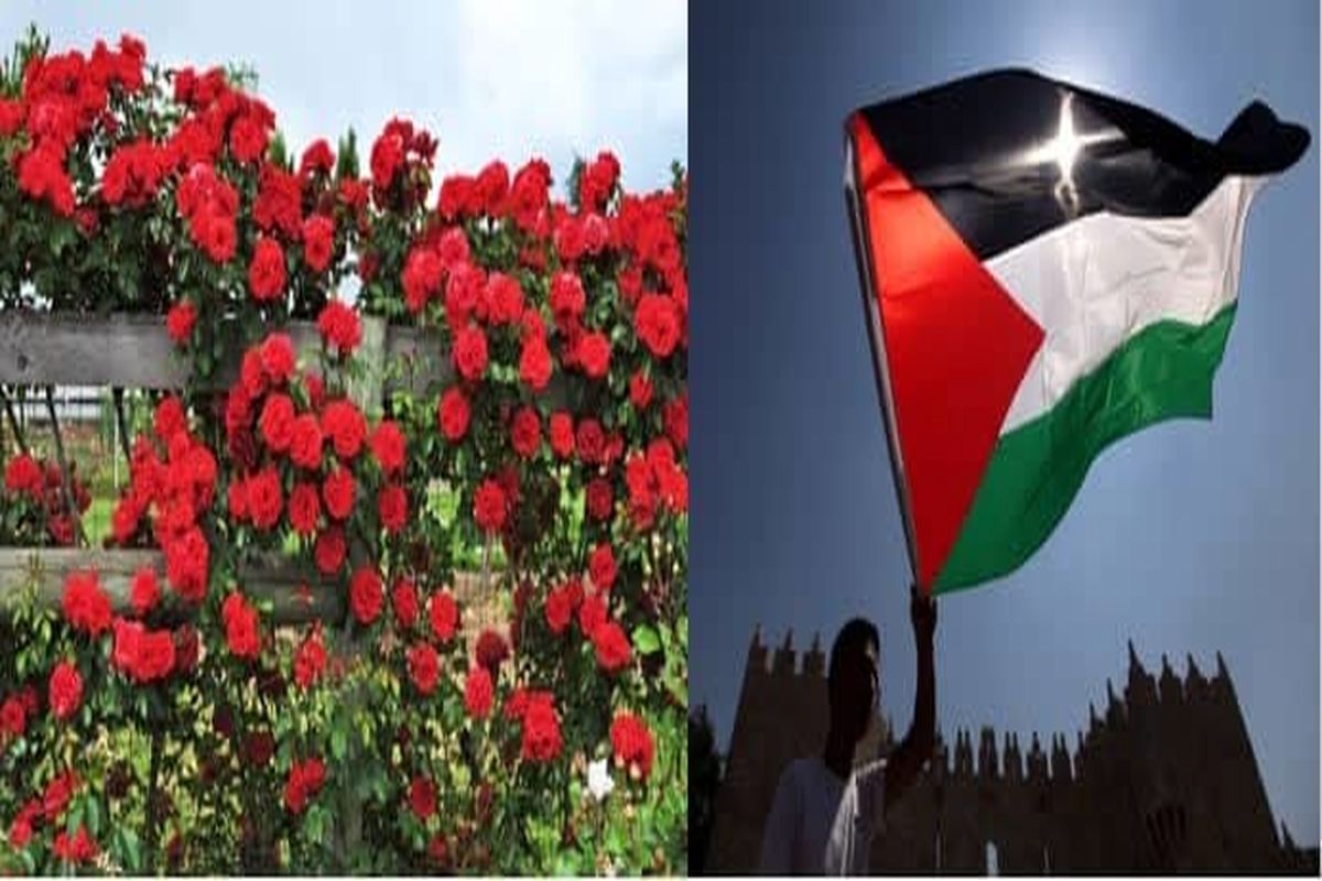 گل های سرخ اروپایی در غزه
