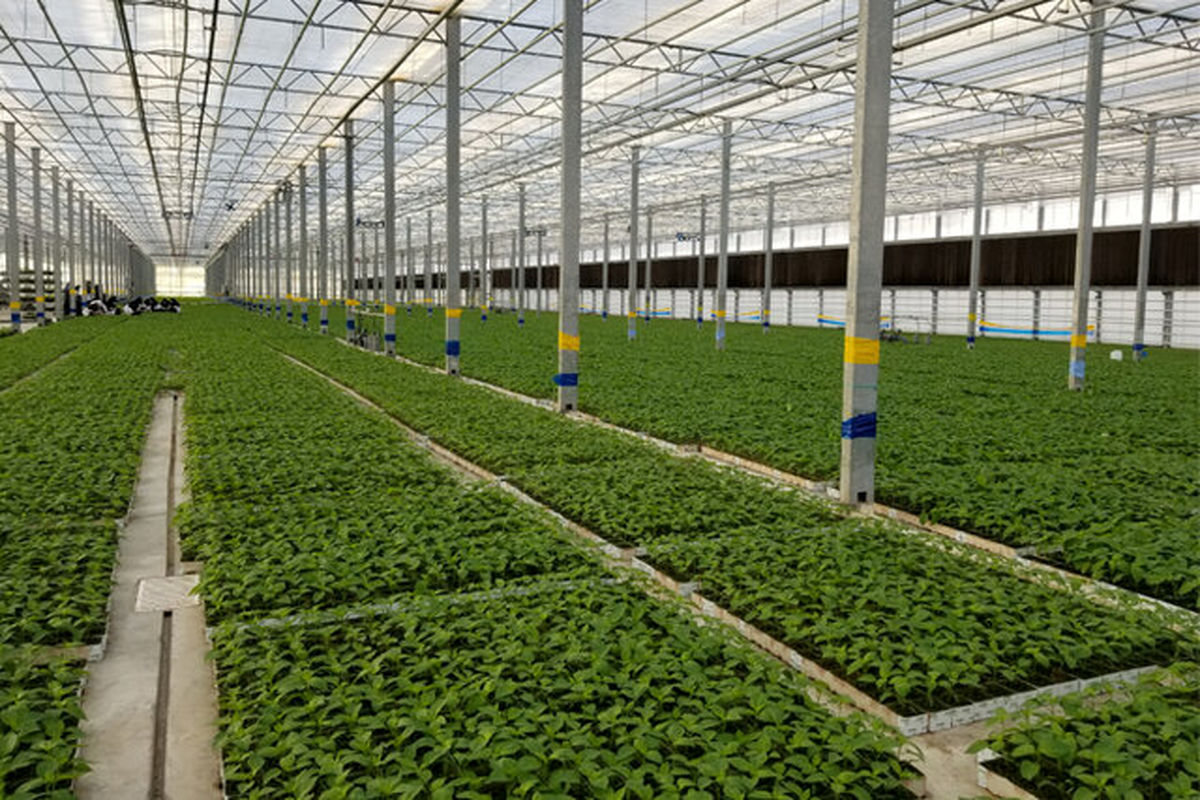 تولید ۴۵۰۰ تن محصولات گلخانه ای در شهرستان میرجاوه