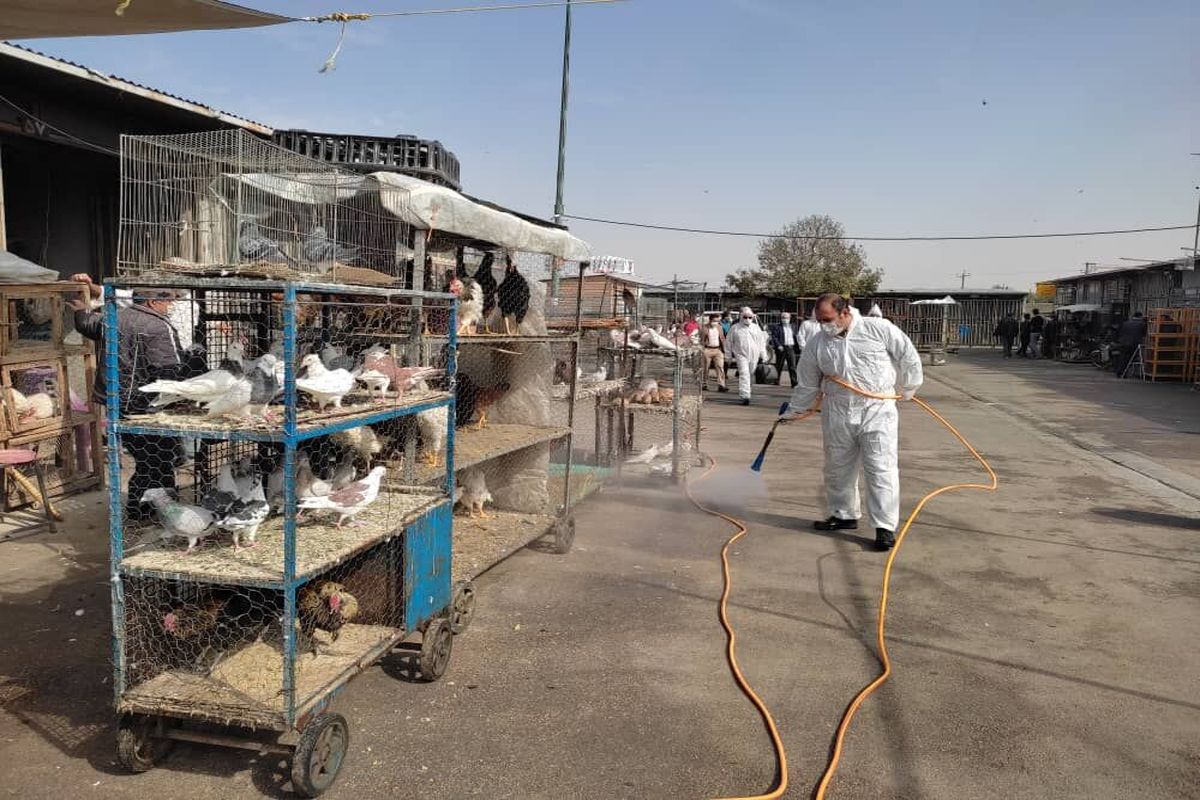 مانور مقابله با آنفلوآنزای پرندگان در همدان برگزار شد