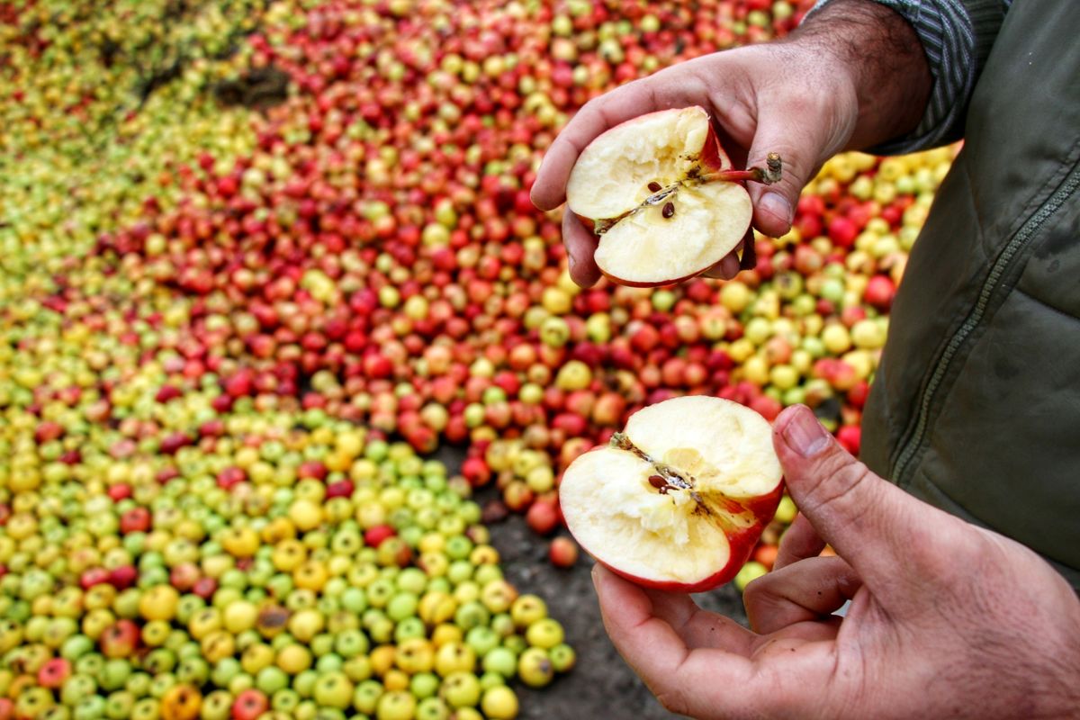حذف عوارض صادرات سیب به اقلیم کردستان عراق از ۱۵ آبان