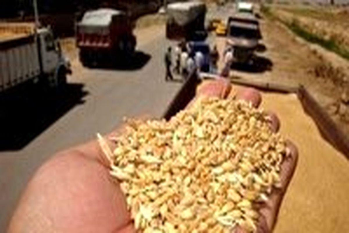 جریمه ۷۹ میلیارد ریالی برای قاچاقچیان نهاده‌های دامی