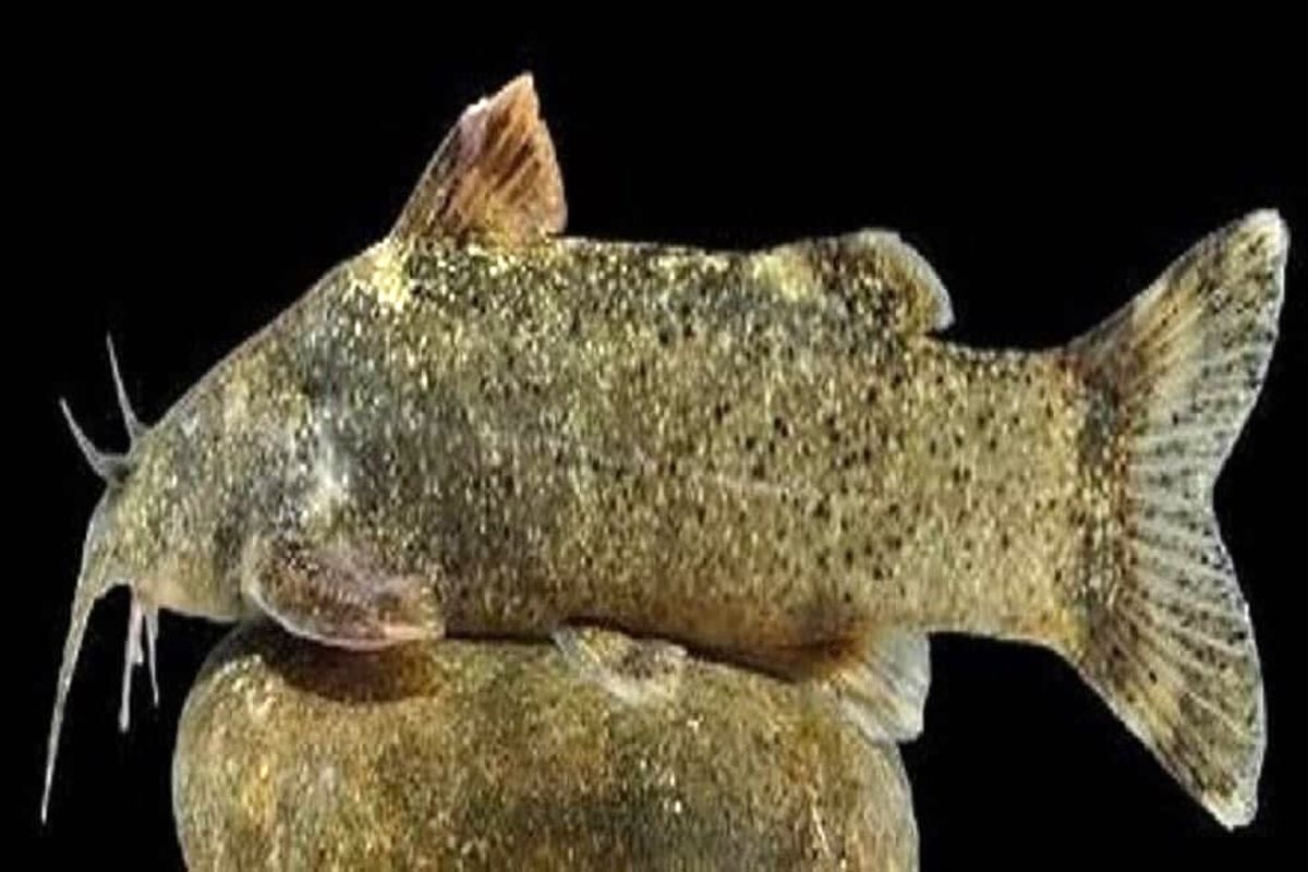 کشف و ثبت جهانی گونه‌ جدید ماهی به نام «علی دایی»