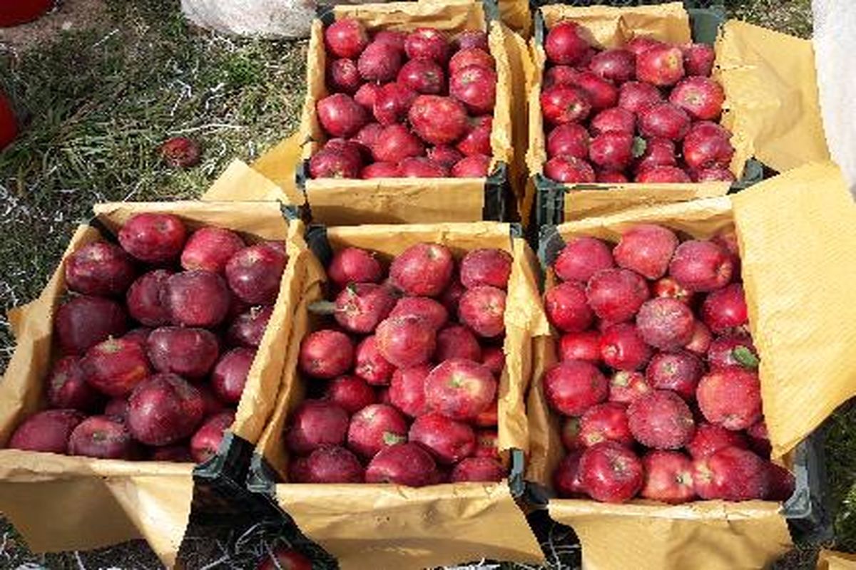 نگهداری ۷۵۰ هزار تُن سیب در سردخانه‌های آذربایجان غربی