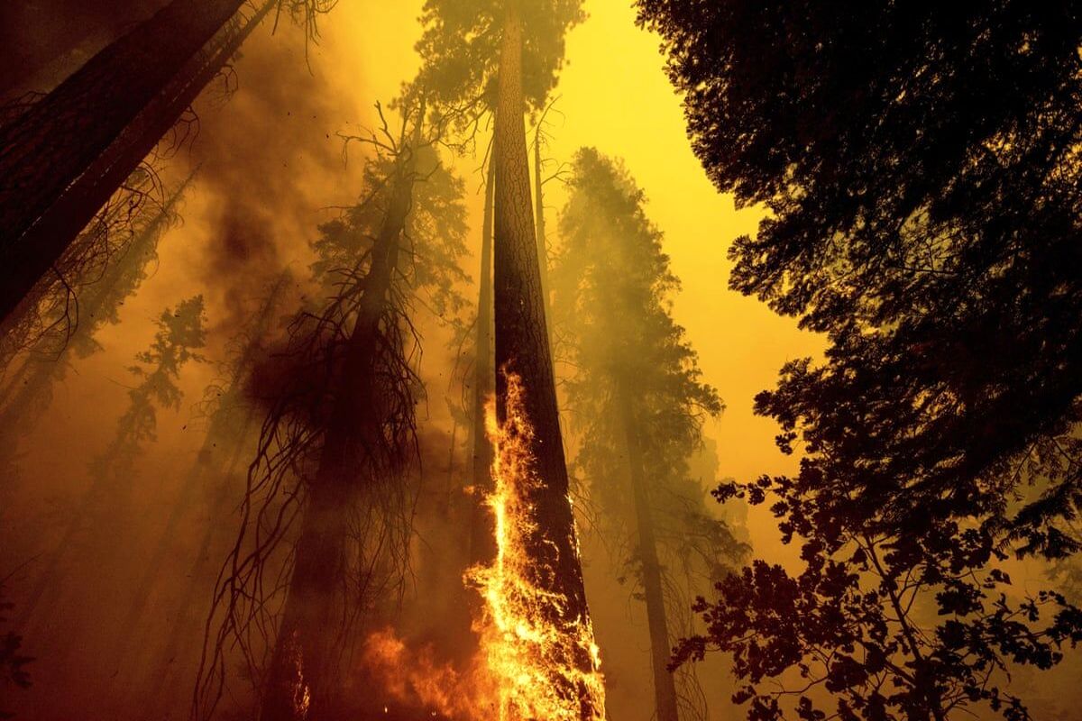 جنگل سوزی در آمریکا ۲۰ درصد از درختان غول پیکر را نابود کرد