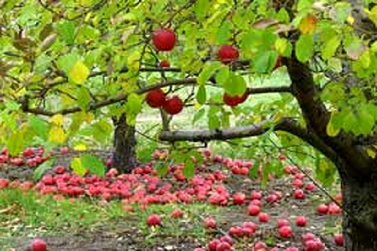 یازده هزار هکتار از باغات سیب آذربایجان غربی تحت پوشش آبیاری نوین