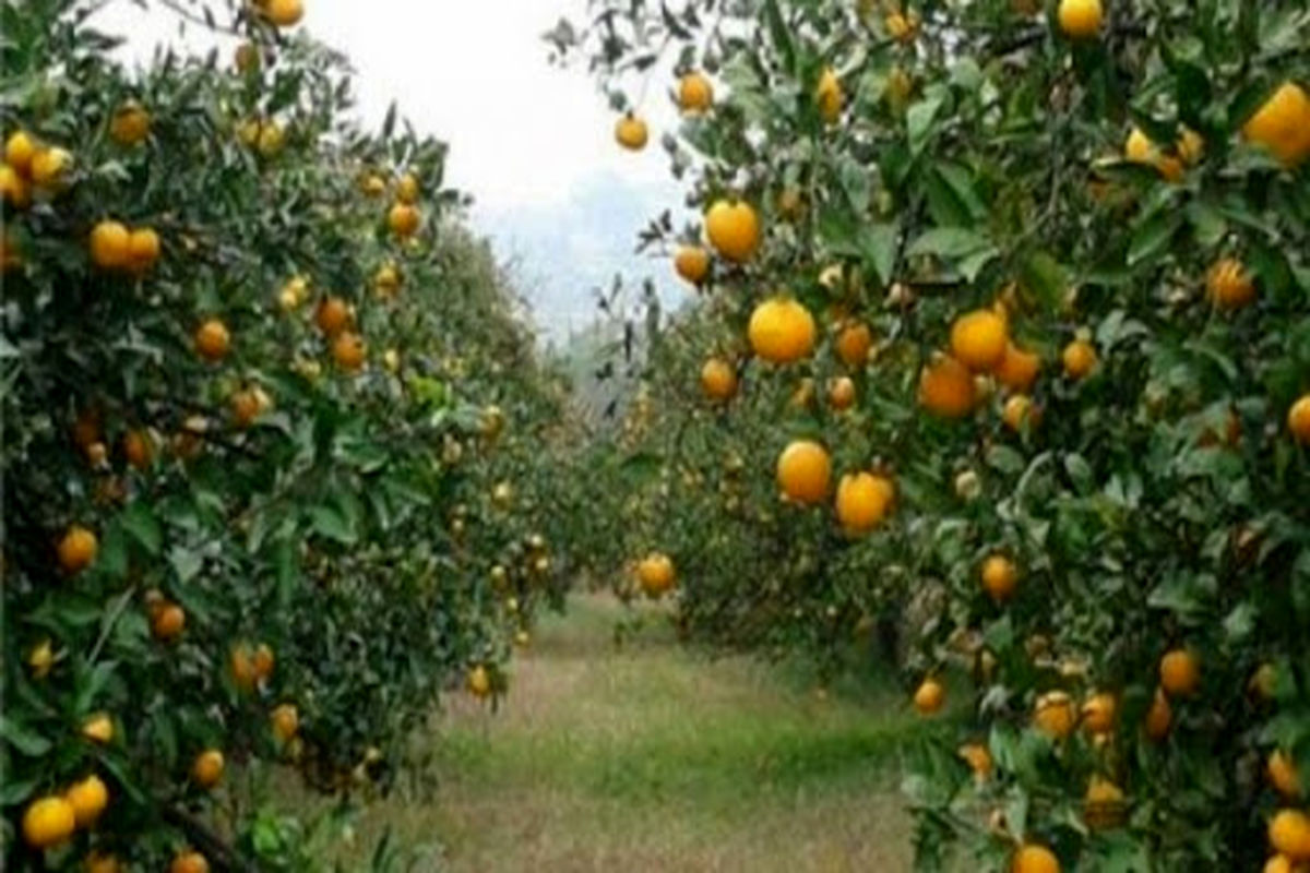 ۲۰ هزار تن مرکبات از سطح باغات سیستان و بلوچستان برداشت شد