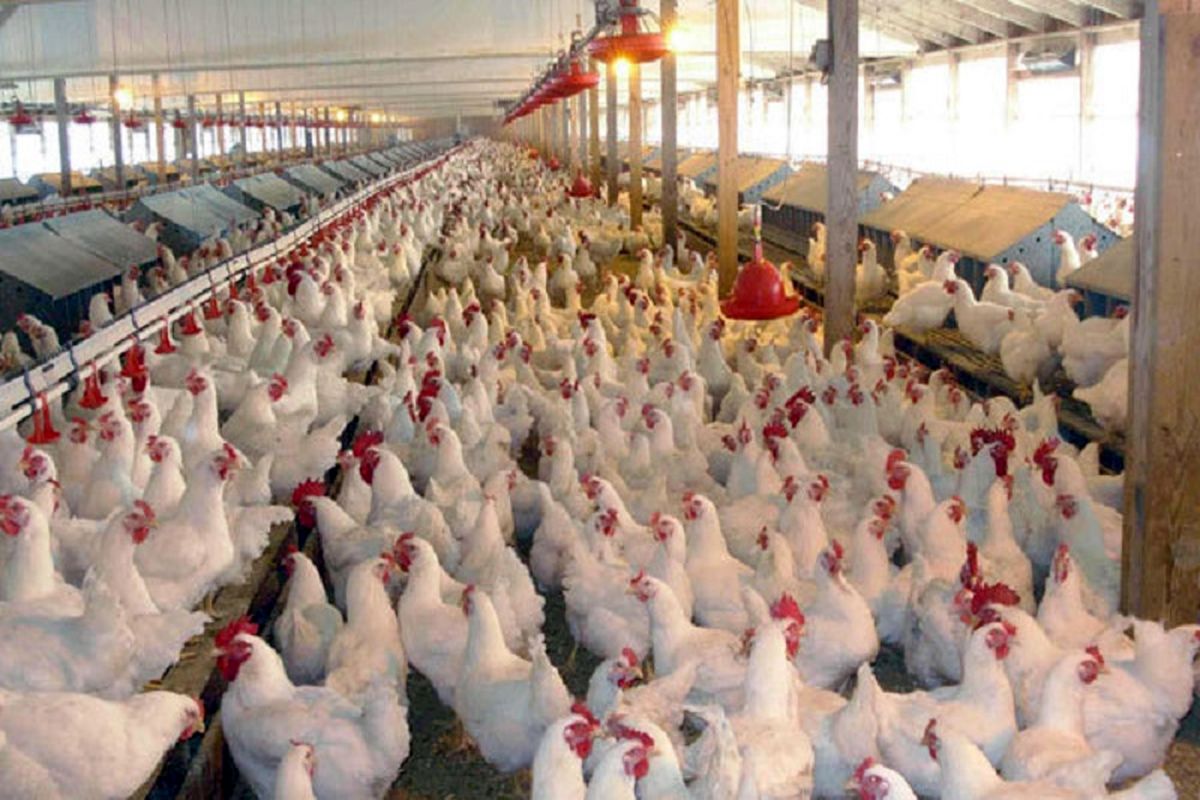 جوجه ریزی ماهانه ۴ میلیون و ۴۰۰ هزار قطعه مرغ گوشتی در مرغداری‌های آذربایجان‌غربی