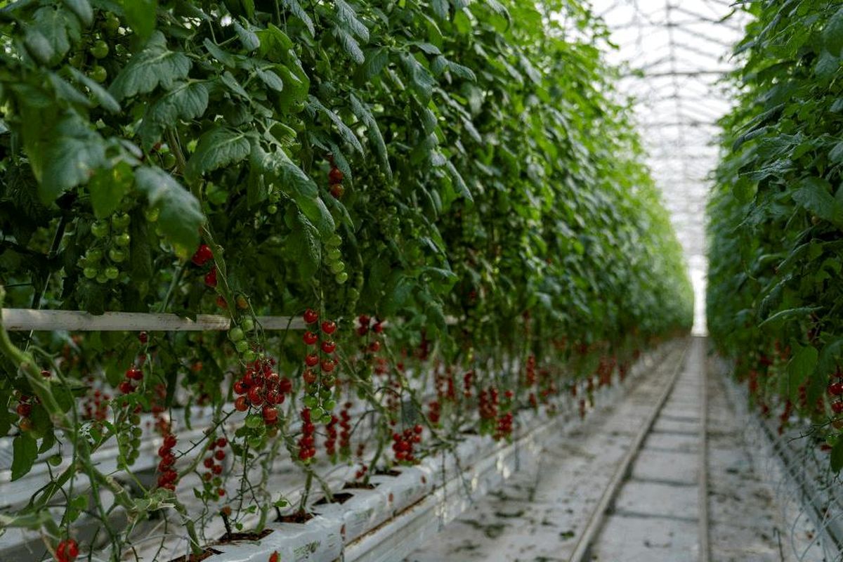 طرح احداث ۱۸ گلخانه استان همدان با ۶ هکتار مساحت در دست بررسی است