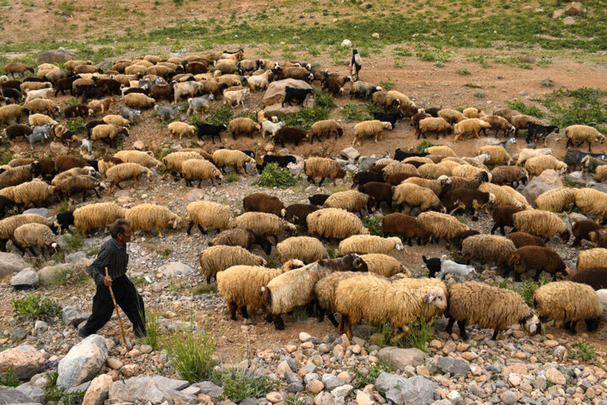 پیش بینی خرید ۲۰ هزار راس دام پروار روستایی در خراسان شمالی