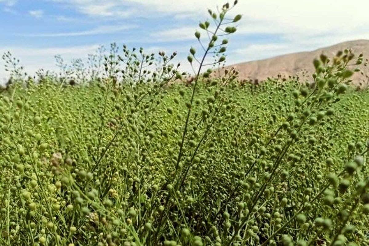 کشت گیاه روغنی کاملینا برای نخستین بار در شهرستان ارومیه