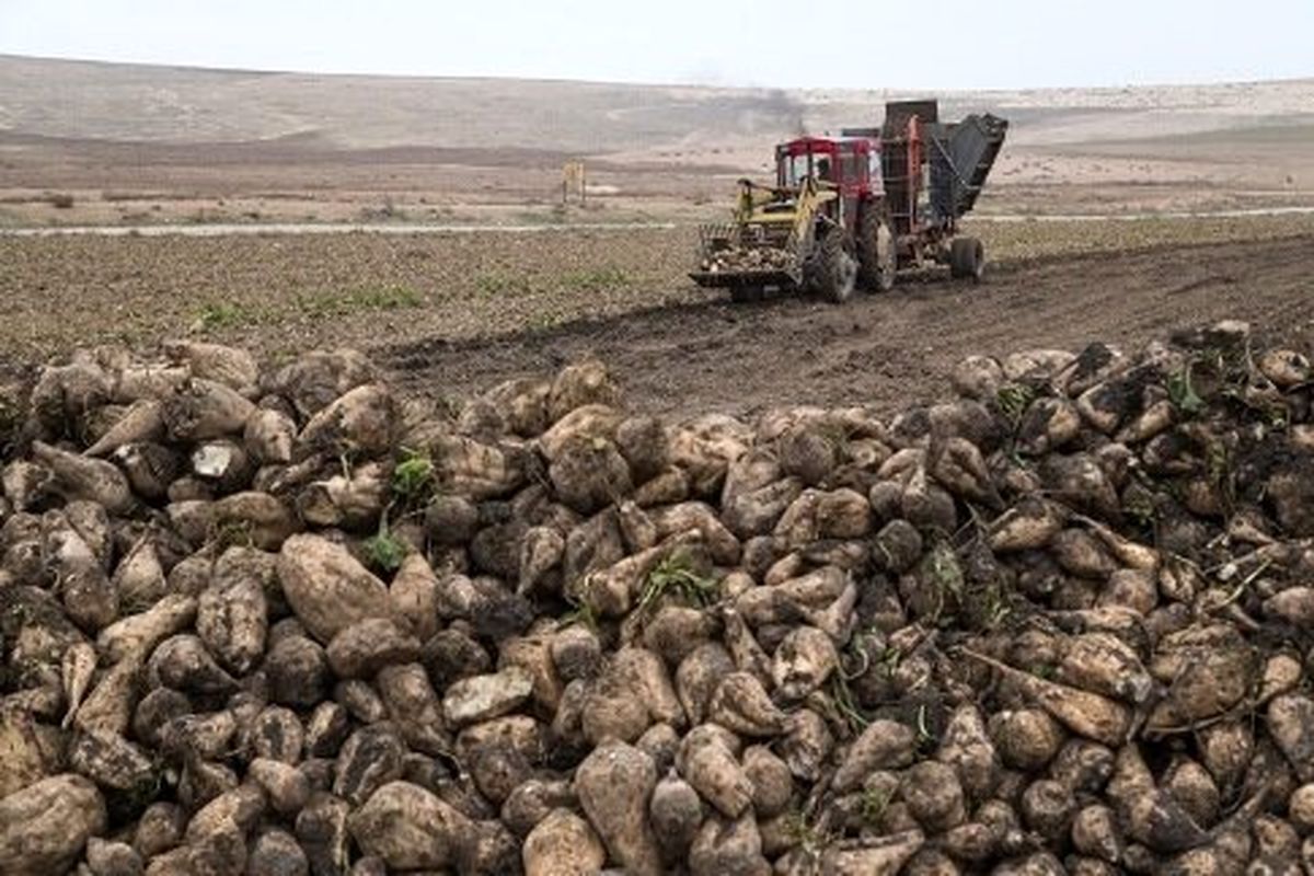 خرید یک میلیون و چهارصد هزار تن چغندر در آذربایجان‌غربی