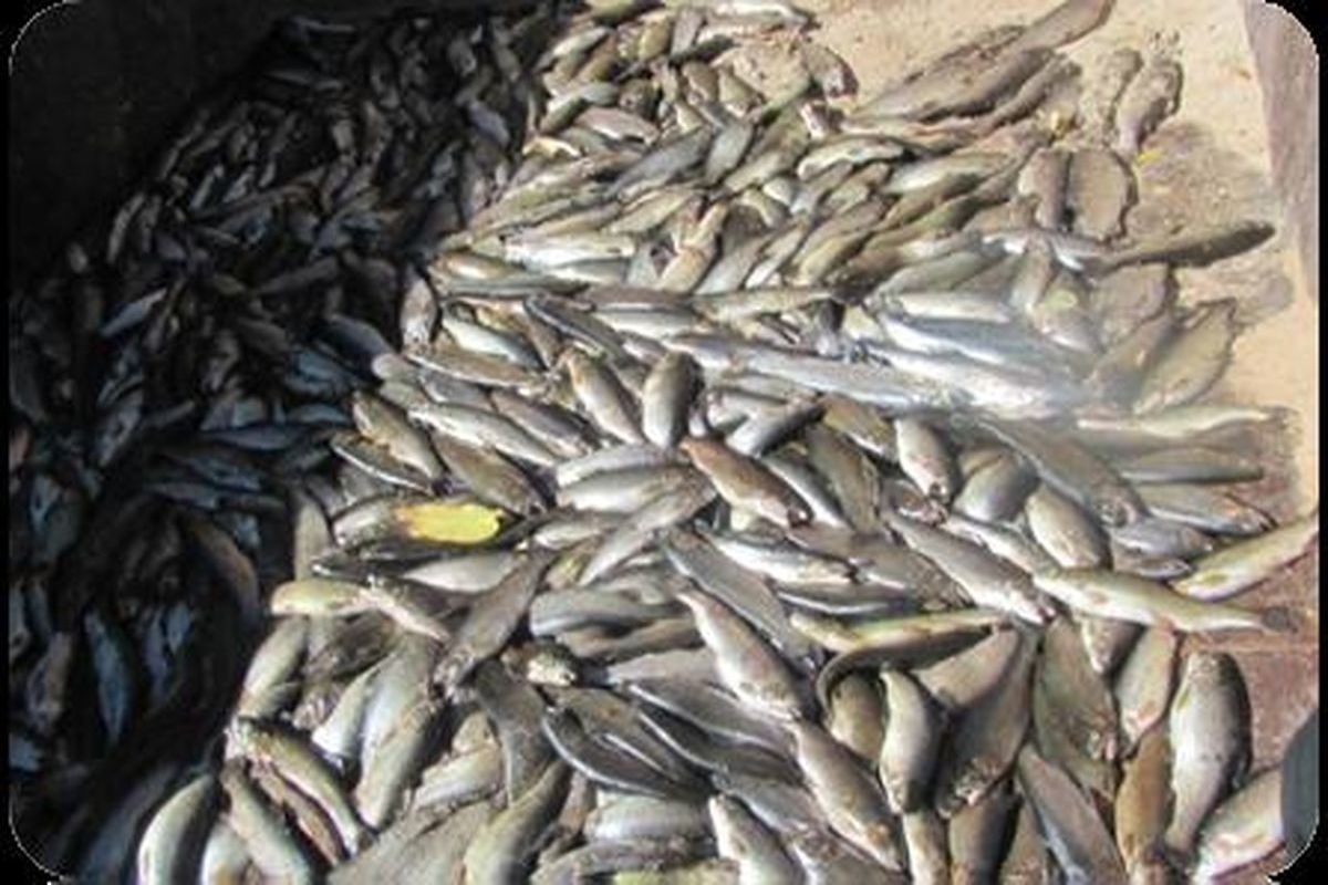کشف محموله ماهی فاسد در مریوان