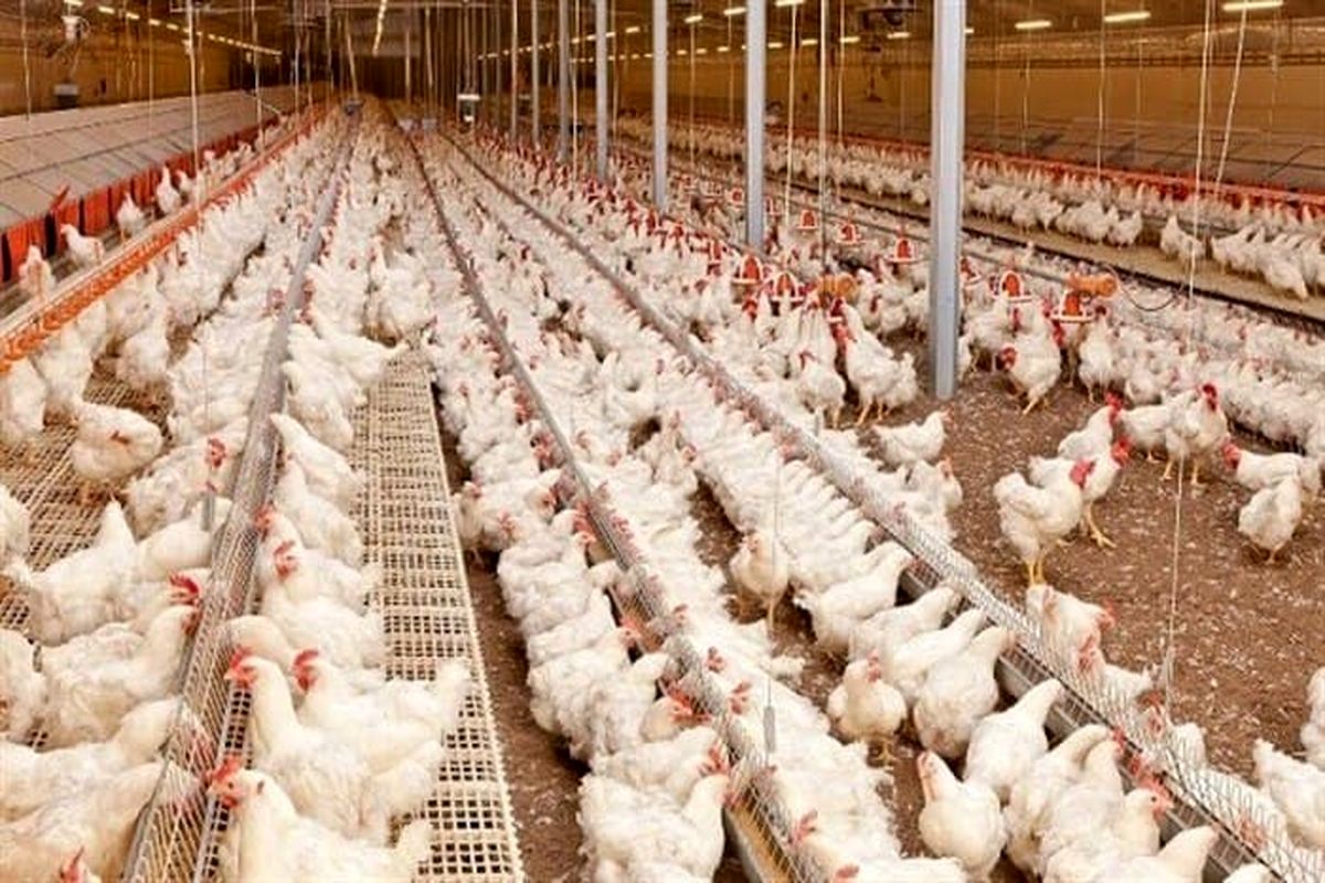 جوجه ریزی بیش از ۴۶۰ هزار قطعه در واحد‌های پرورش مرغ گوشتی شهرستان نقده