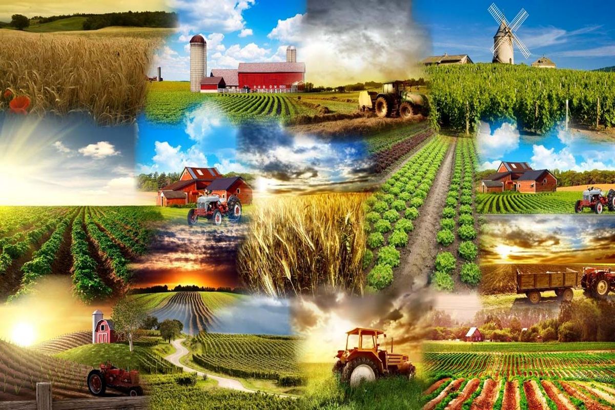 تأمین ۶۵ درصد نهاده‌های کشاورزی از سامانه بازارگاه