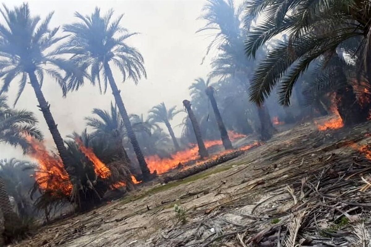 ۲۳۰ نفر نخل در لاشار سیستان و بلوچستان در آتش سوخت