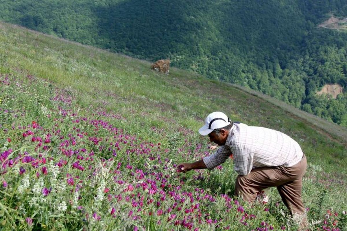 ممنوعیت برداشت گیاهان کوهی بدون مجوز