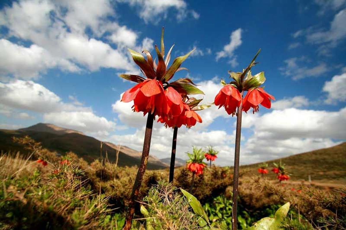 کوهی که ۷۰ گونه گیاهی در آن کشف شده است!